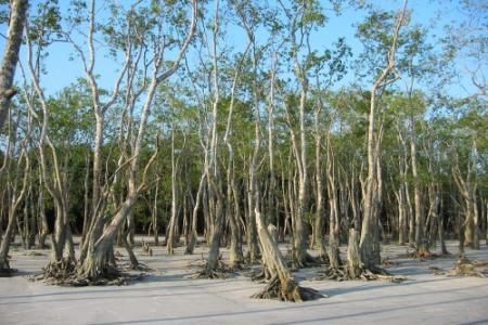 Padurea de mangrove Sudarbans